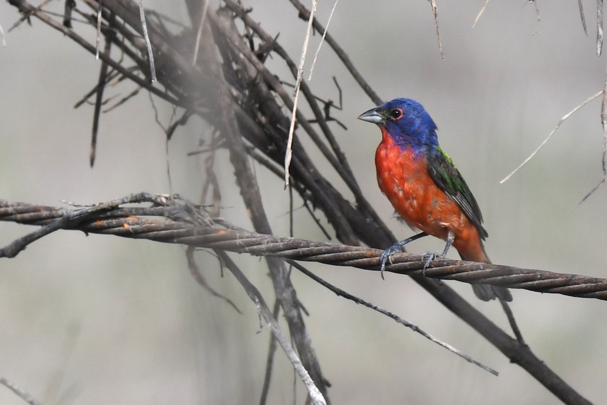 Painted Bunting - ML621146887