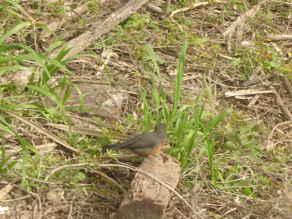 Black-and-rufous Warbling Finch - ML621146896