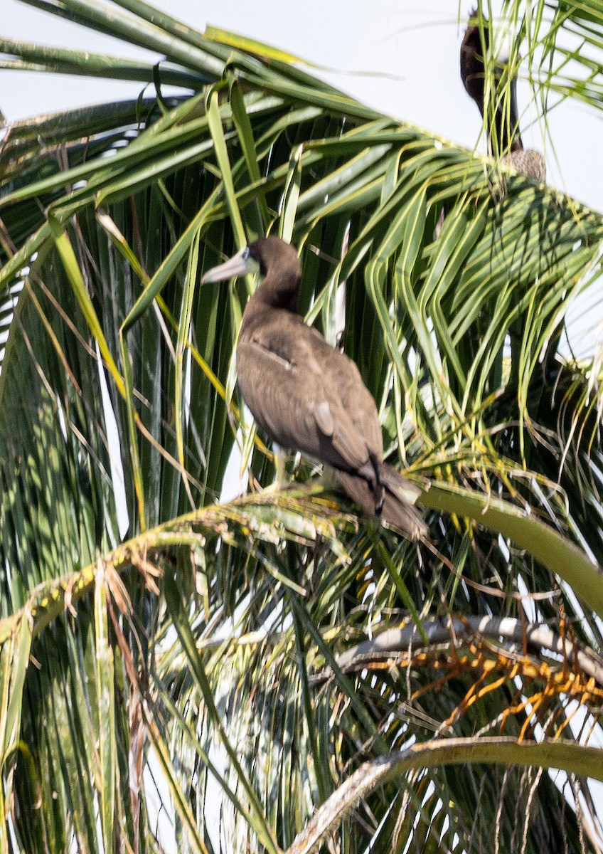 Brown Booby - ML621146907