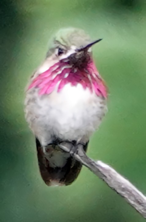 Calliope Hummingbird - Doug Wassmer