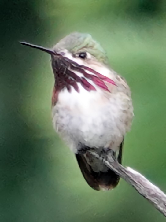 Calliope Hummingbird - ML621146955