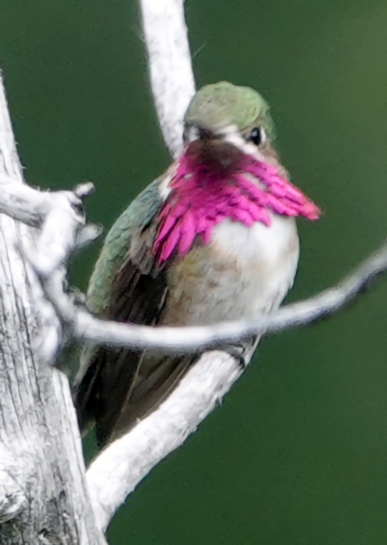 Calliope Hummingbird - ML621146956