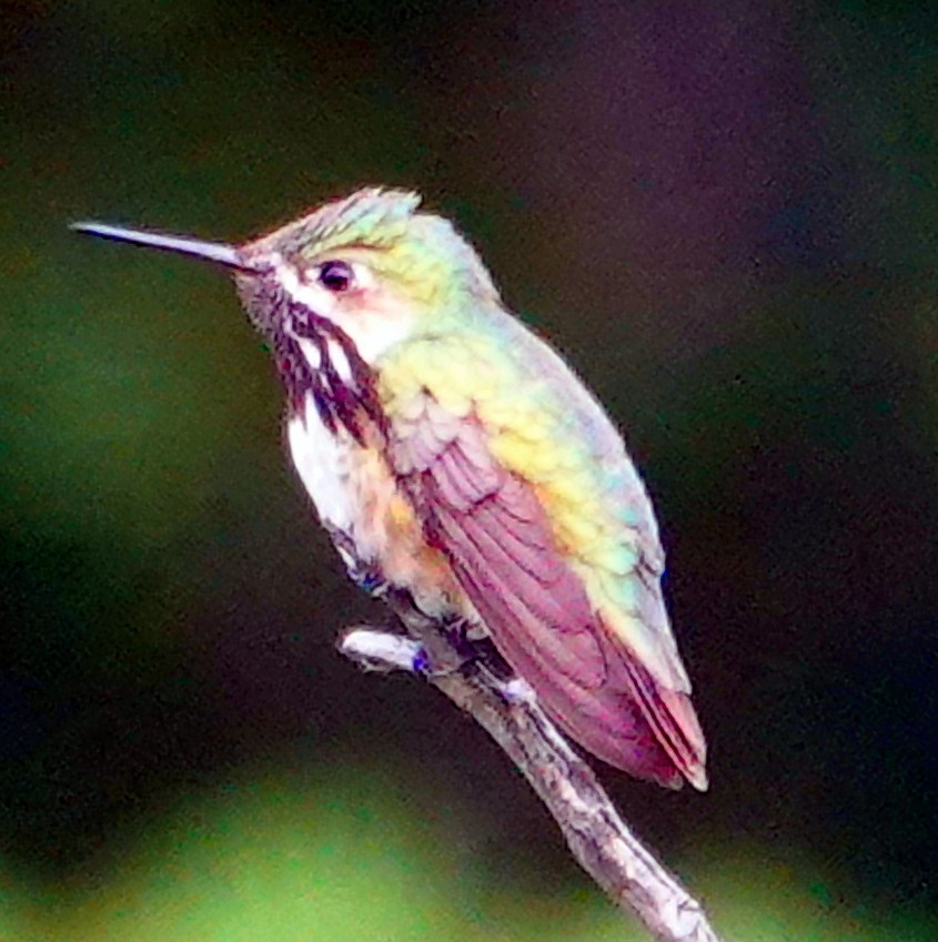 Calliope Hummingbird - ML621146957