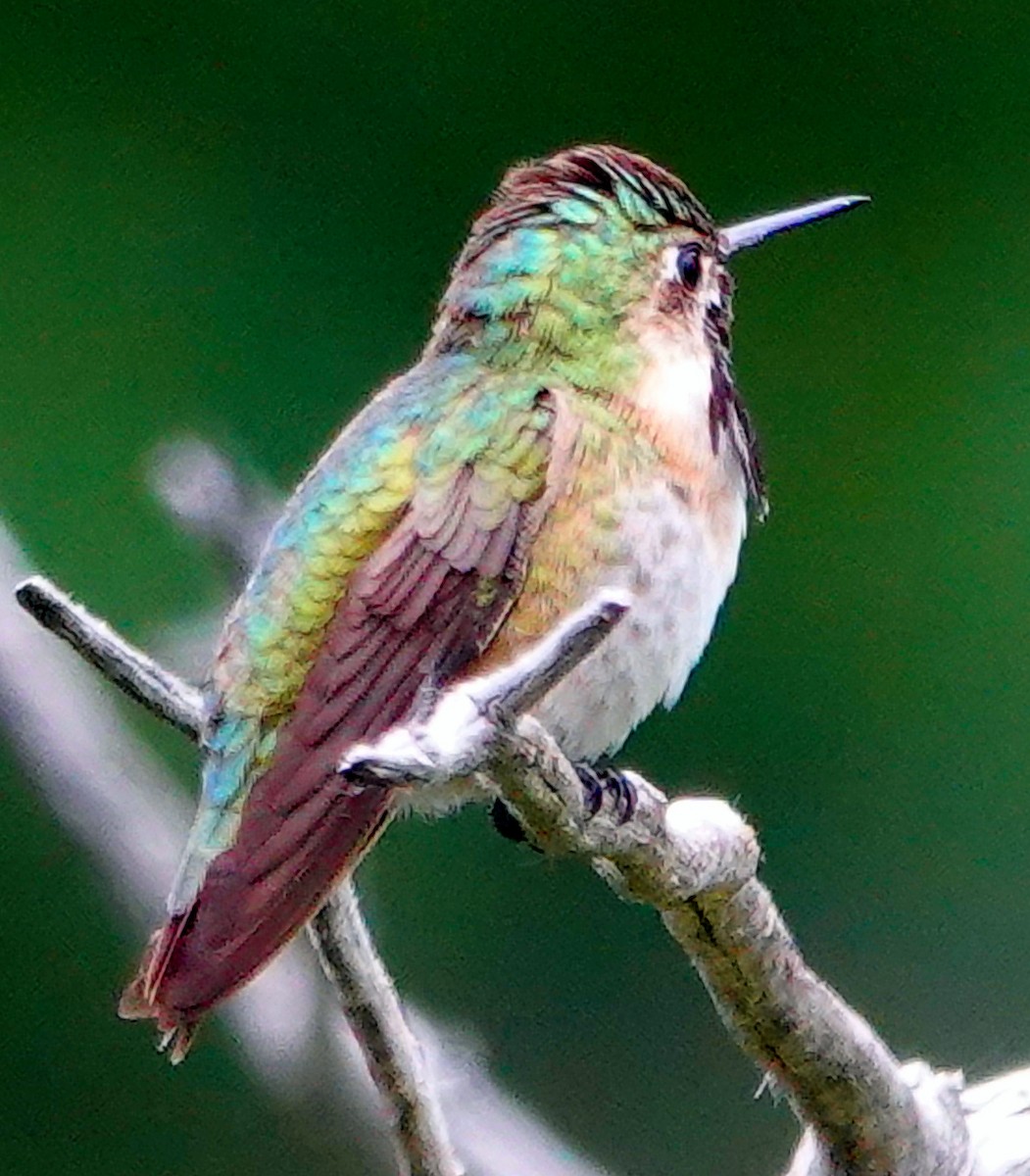 Calliope Hummingbird - ML621146959
