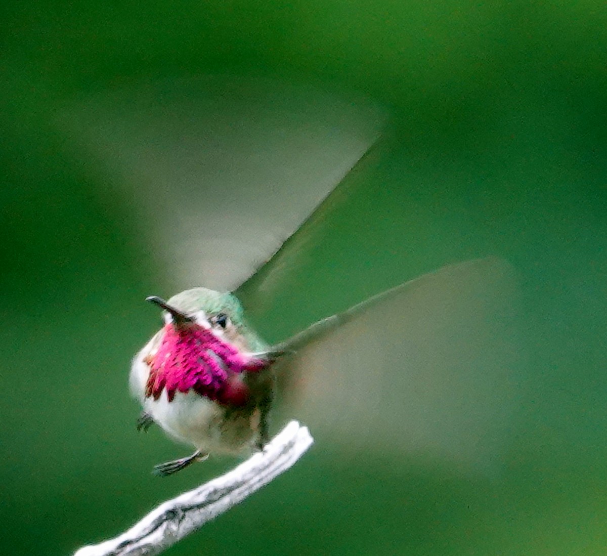Calliope Hummingbird - ML621146960