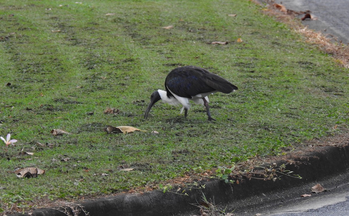 ibis slámokrký - ML621146964