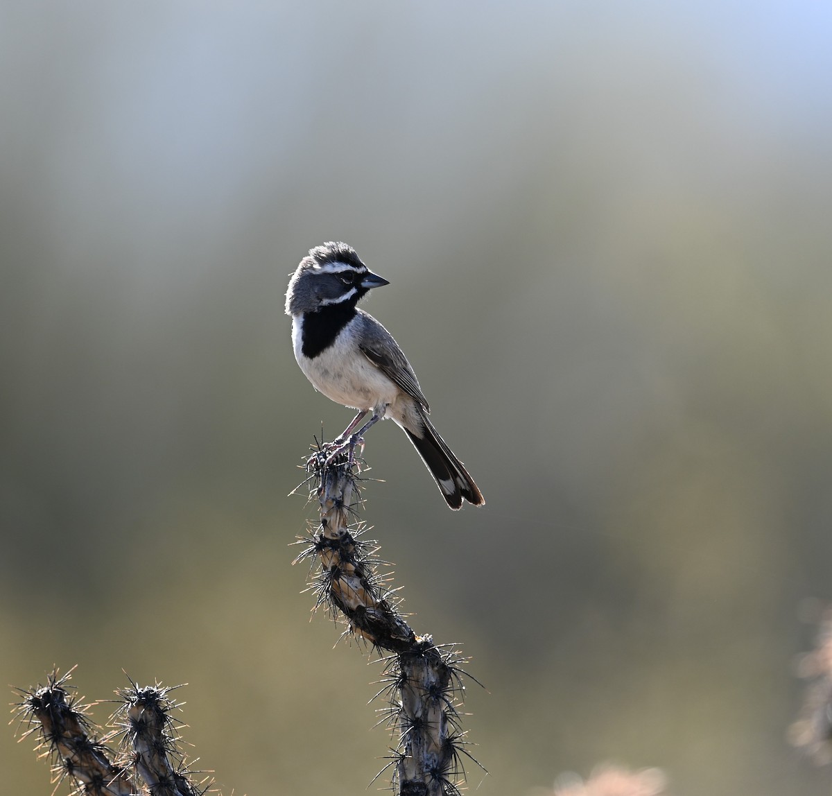 Black-throated Sparrow - ML621146993