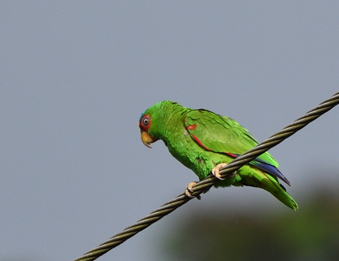 White-fronted Parrot - ML621146998