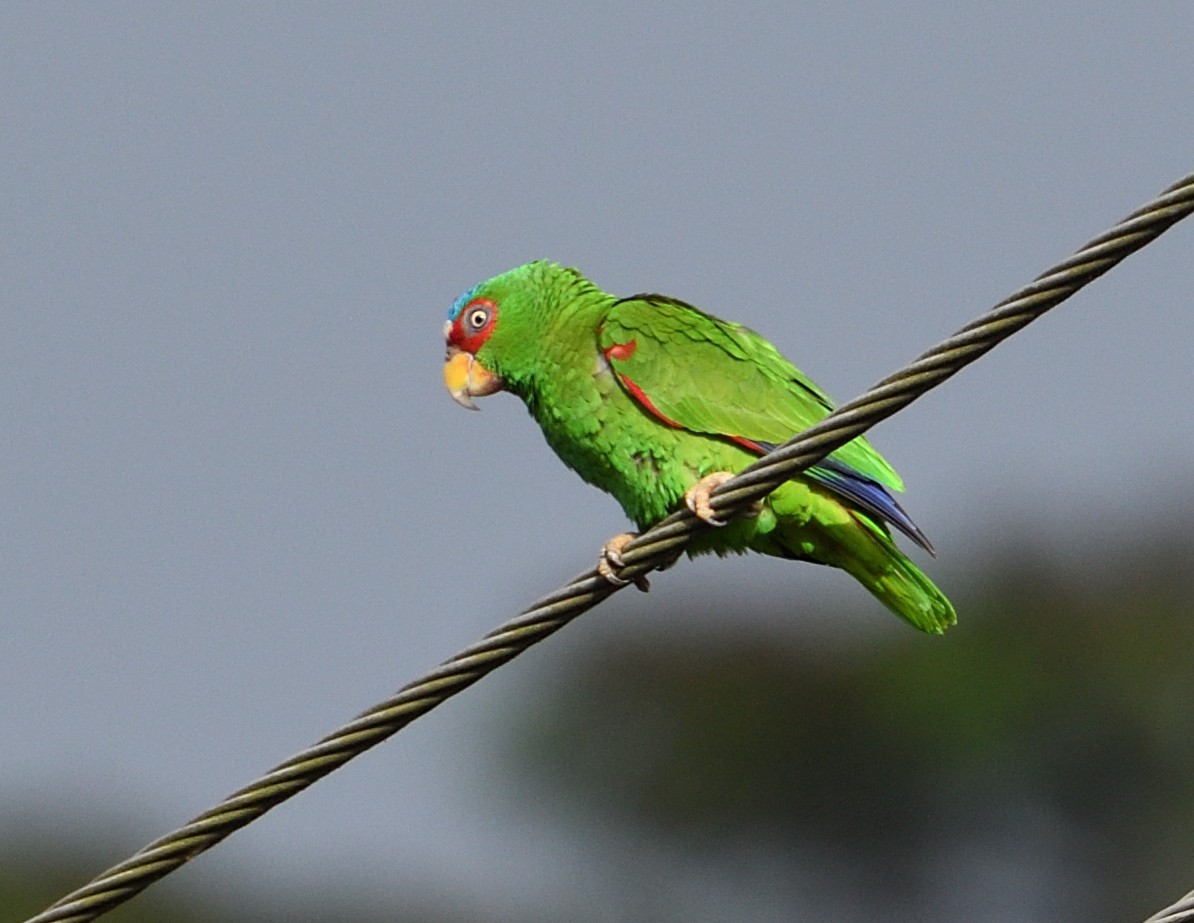 White-fronted Parrot - ML621146999