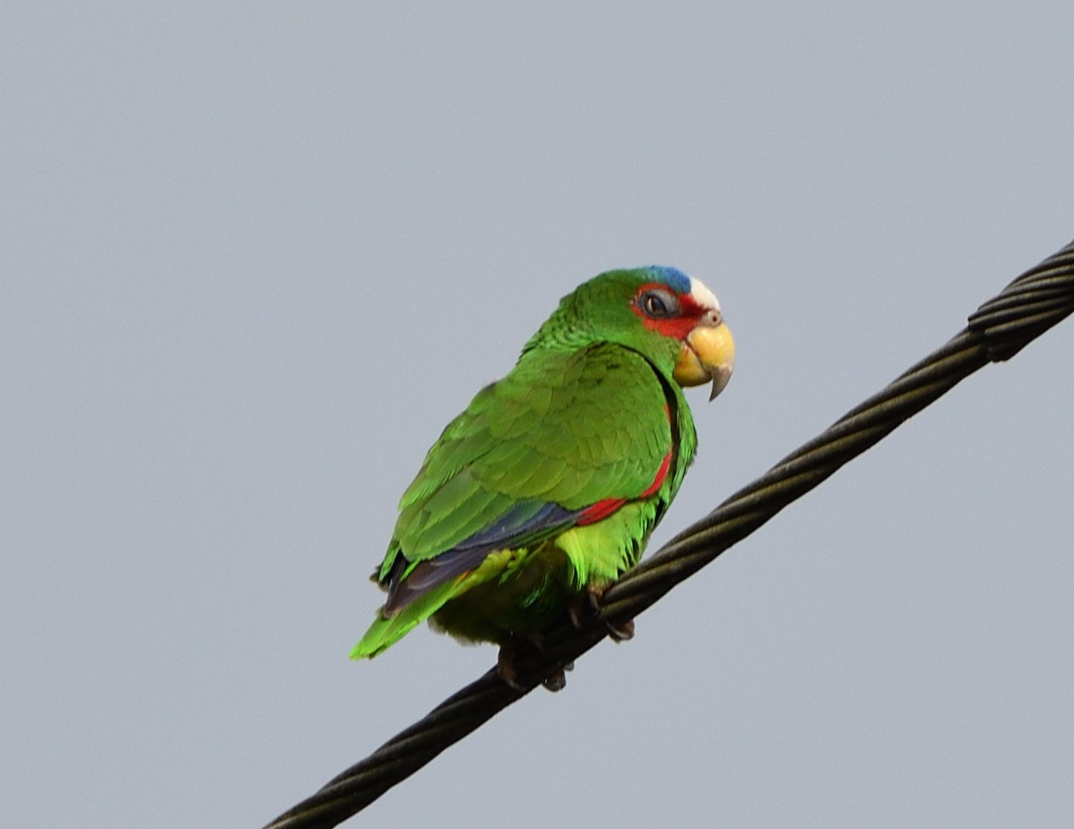 White-fronted Parrot - ML621147000