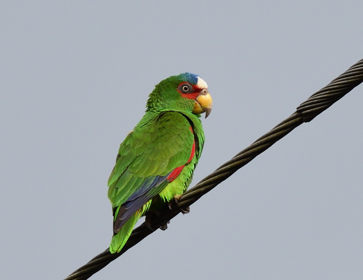 White-fronted Parrot - ML621147001
