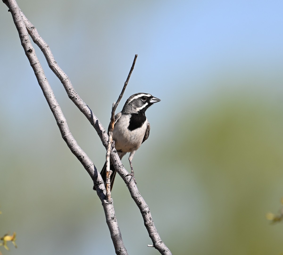 Black-throated Sparrow - ML621147009