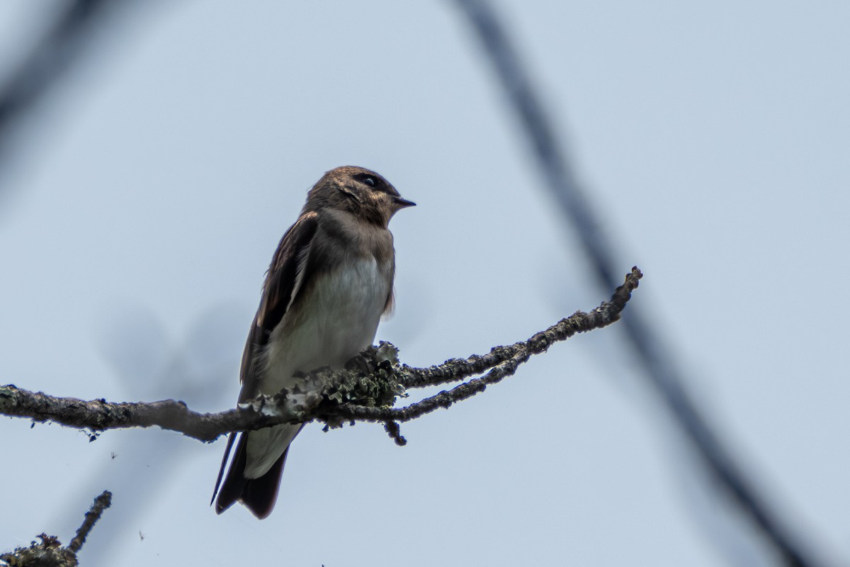 Northern Rough-winged Swallow - ML621147014