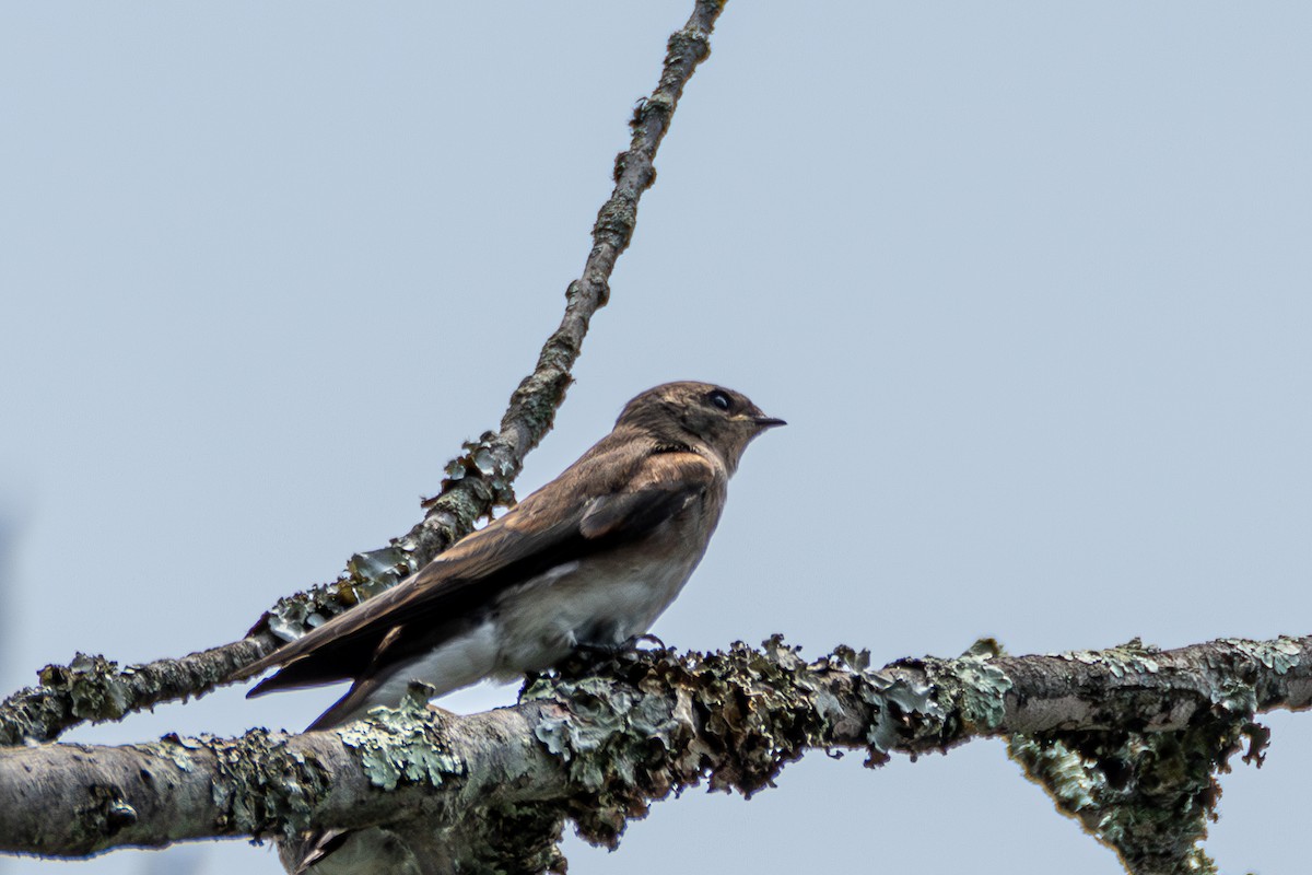 Northern Rough-winged Swallow - ML621147015