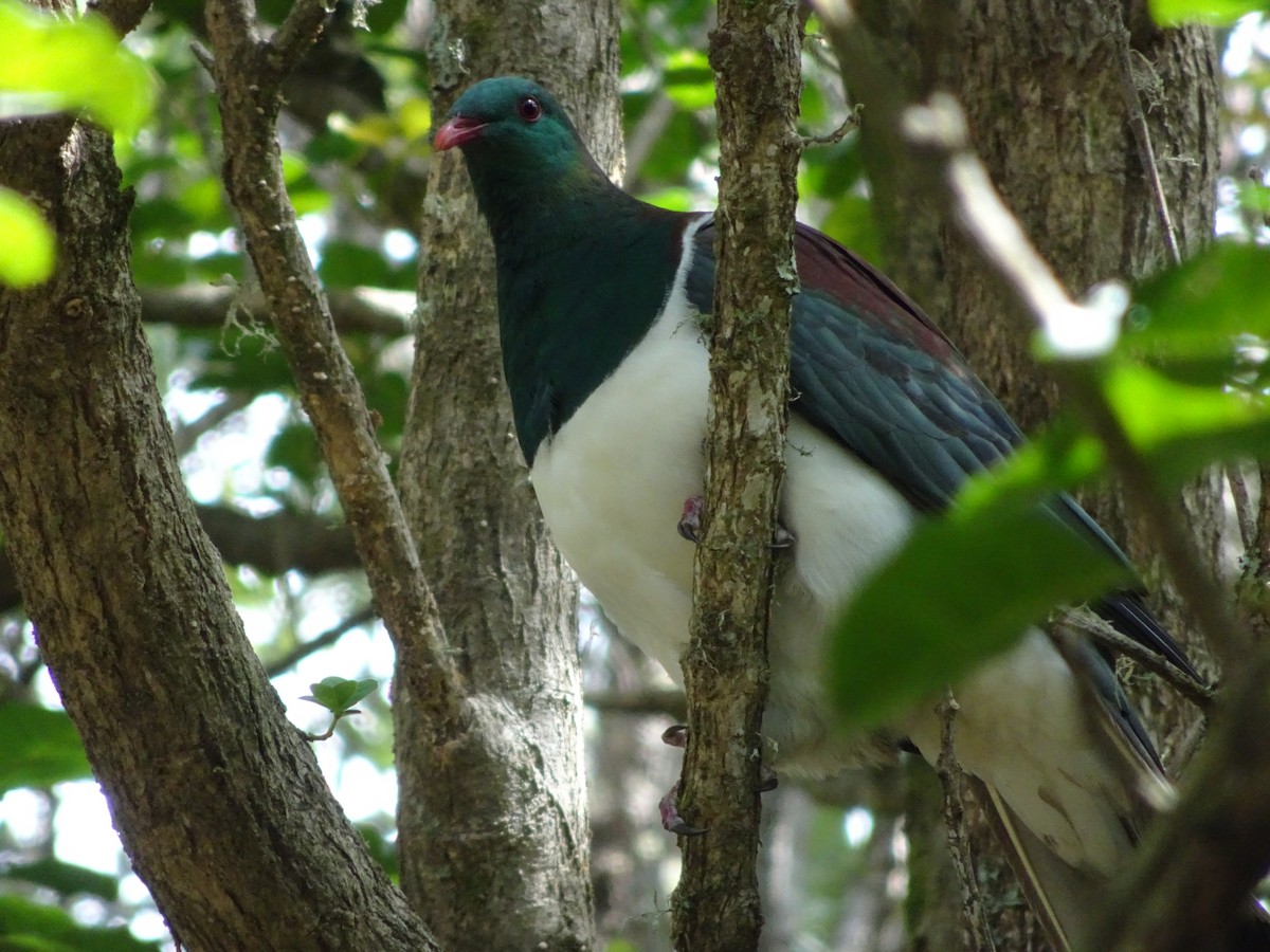 New Zealand Pigeon - ML621147018