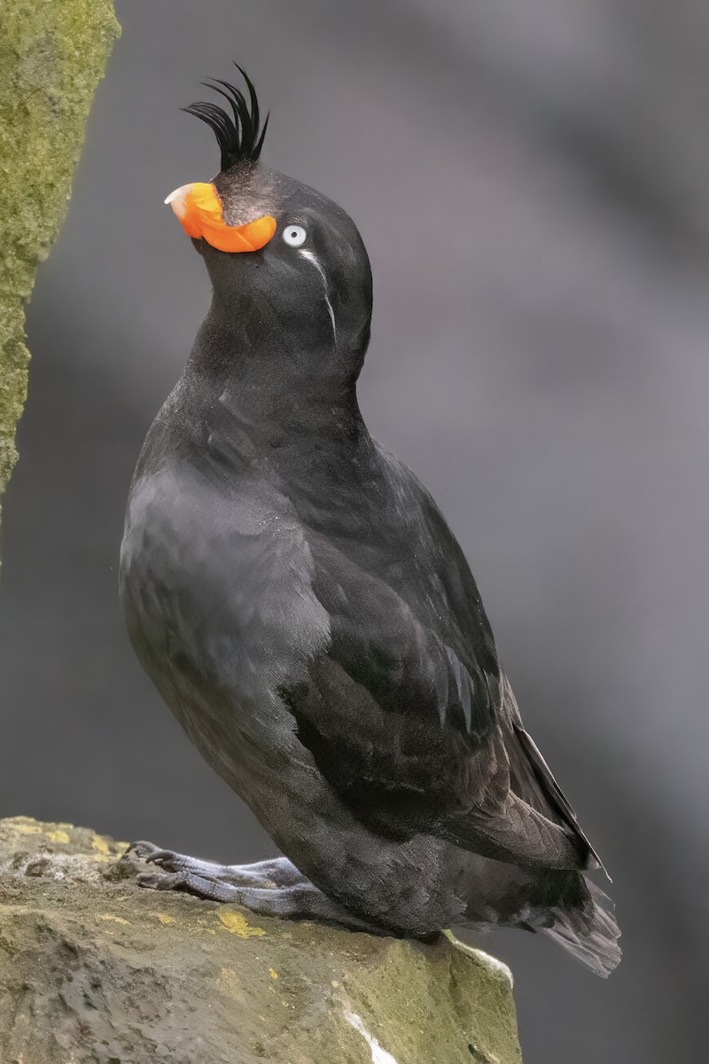 Crested Auklet - ML621147081