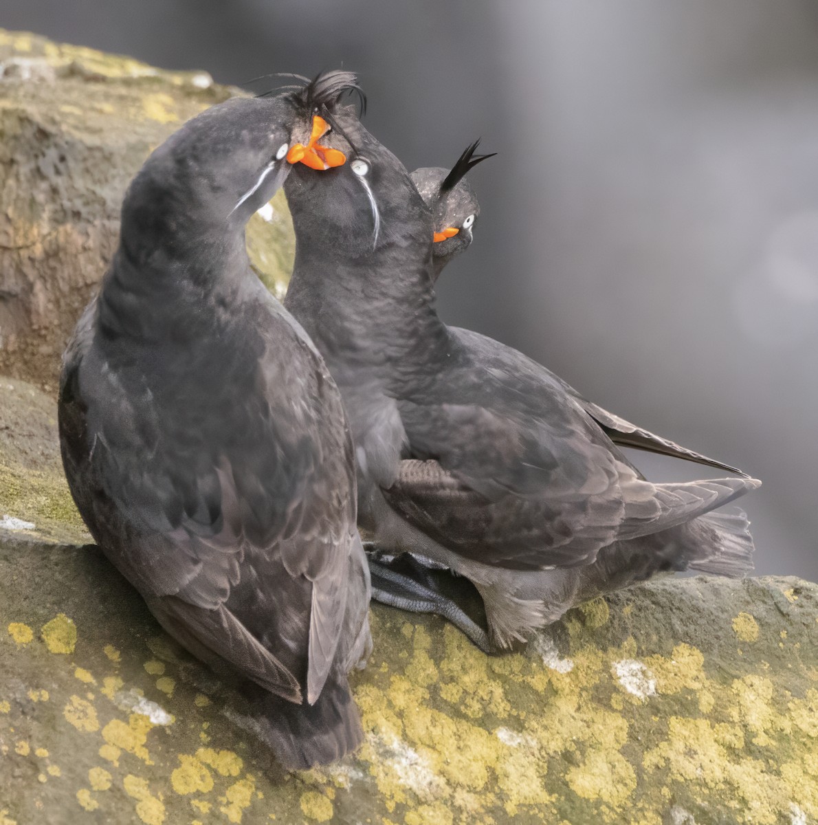 Crested Auklet - ML621147082