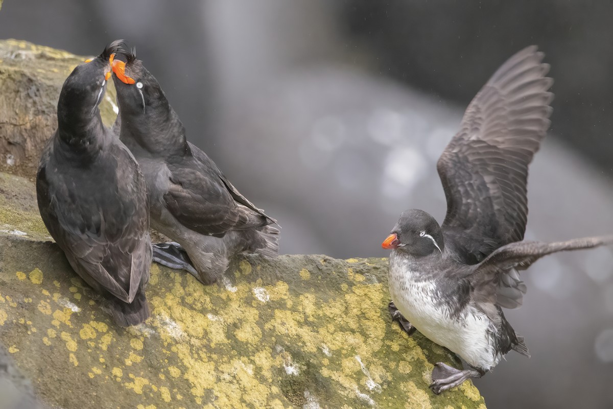 Crested Auklet - ML621147086
