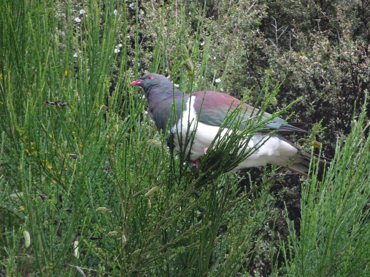New Zealand Pigeon - ML621147099