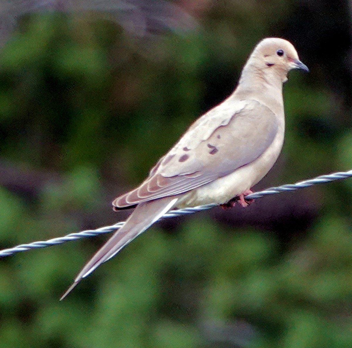 Mourning Dove - ML621147122