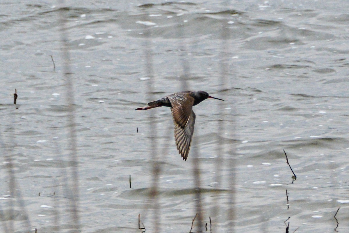Spotted Redshank - ML621147143