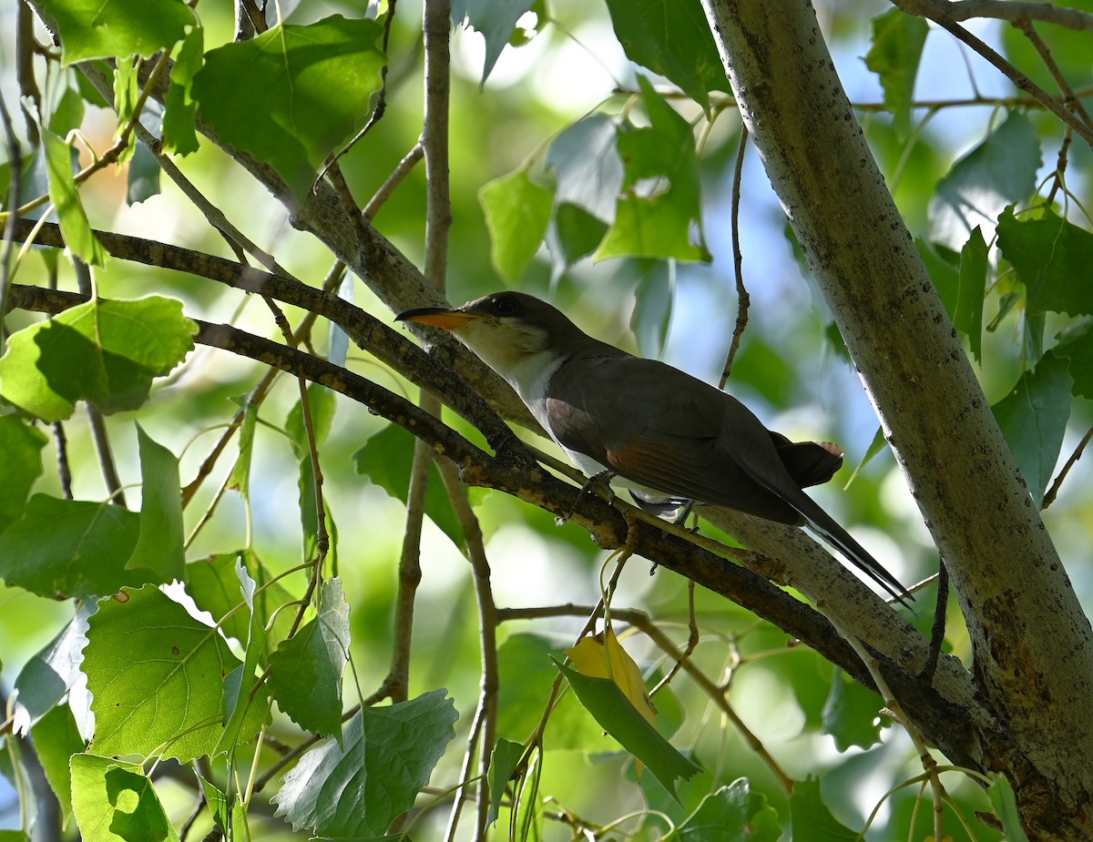 Yellow-billed Cuckoo - ML621147180