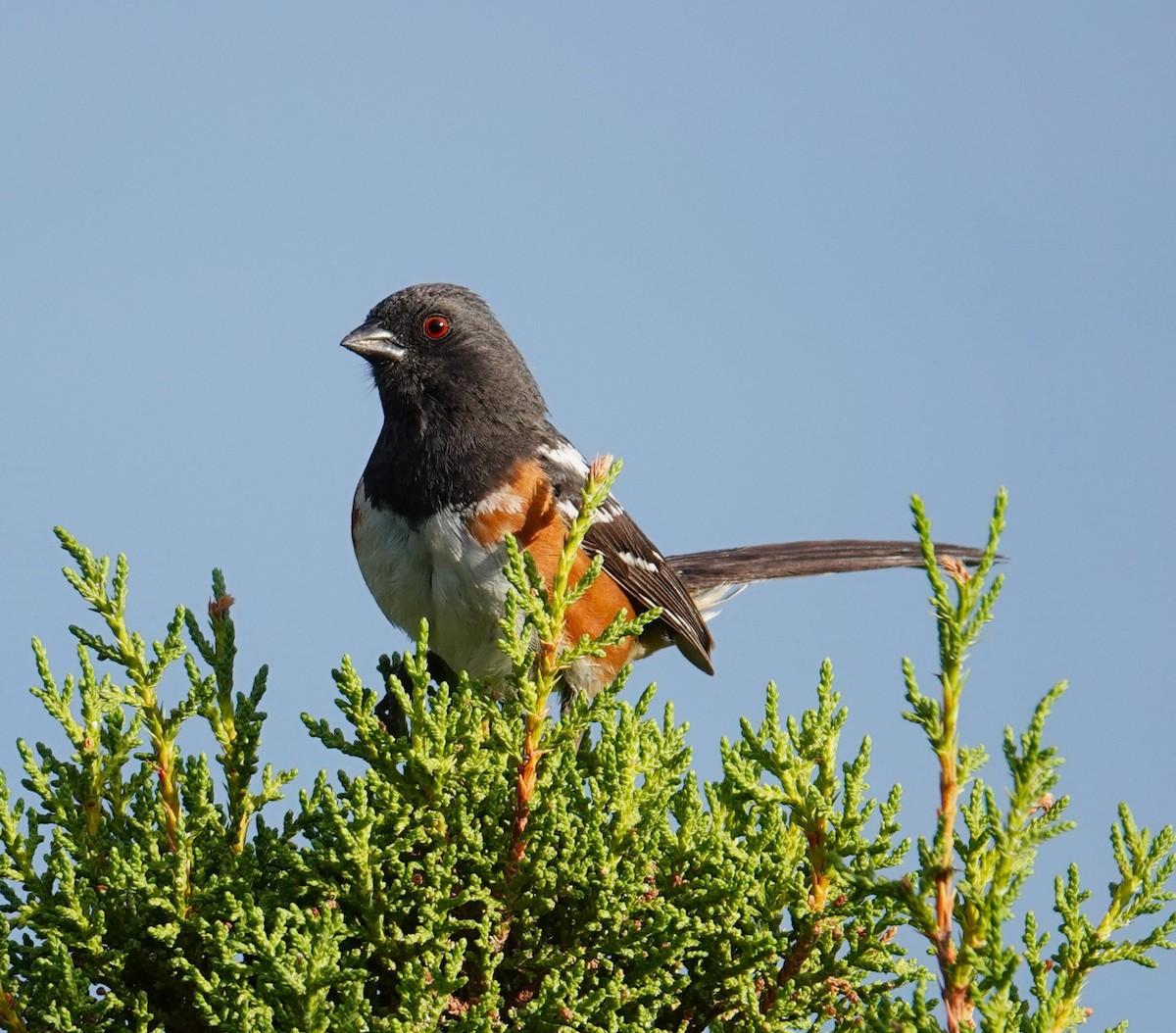 Spotted Towhee - ML621147195