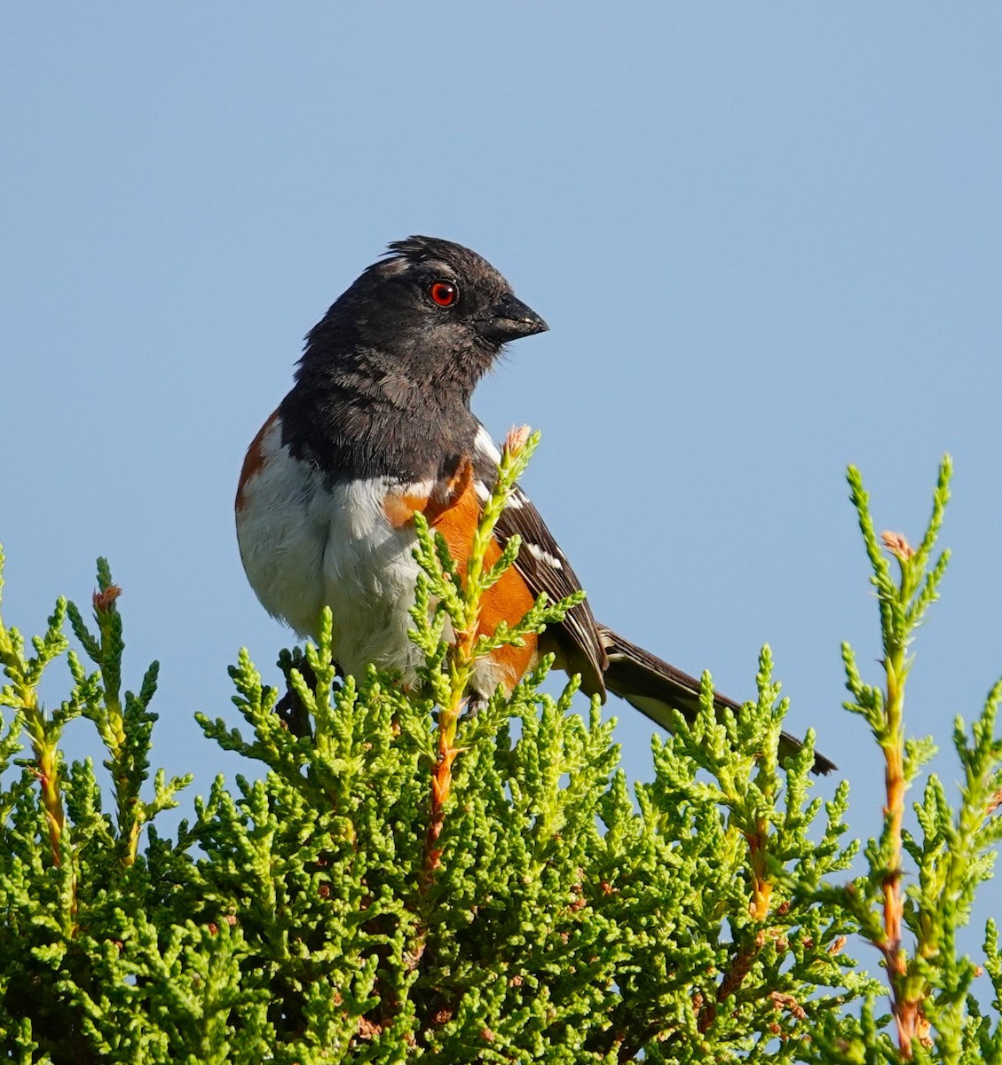 Spotted Towhee - ML621147196