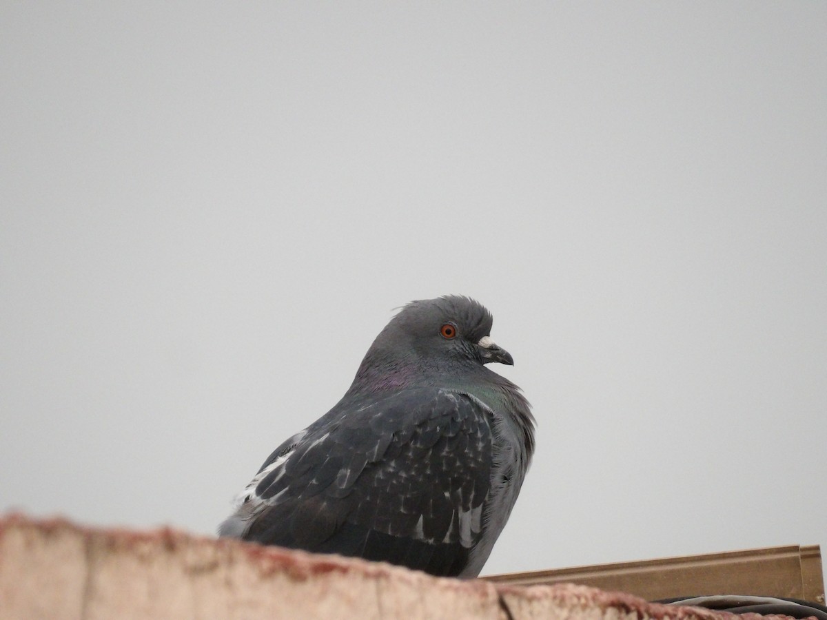Rock Pigeon (Feral Pigeon) - ML621147208