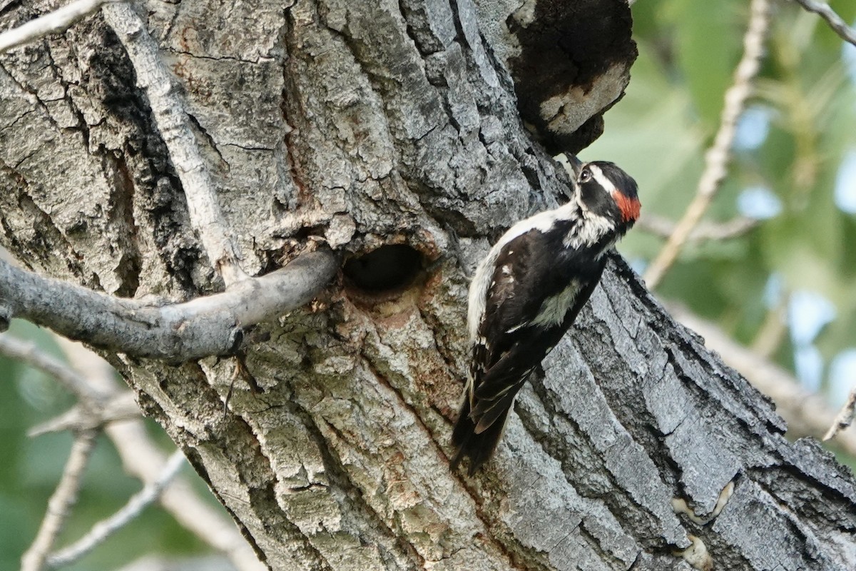 Downy Woodpecker - ML621147213