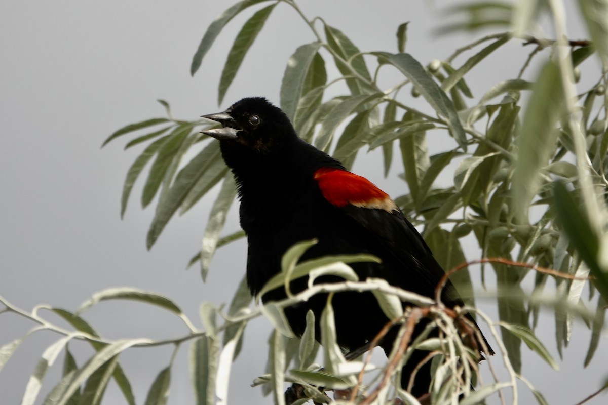 Red-winged Blackbird - ML621147216