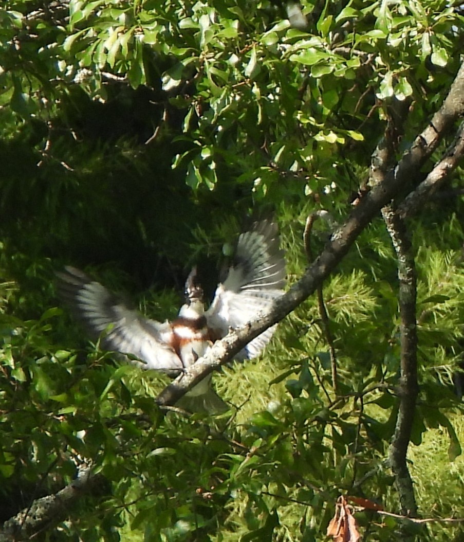 Belted Kingfisher - ML621147238