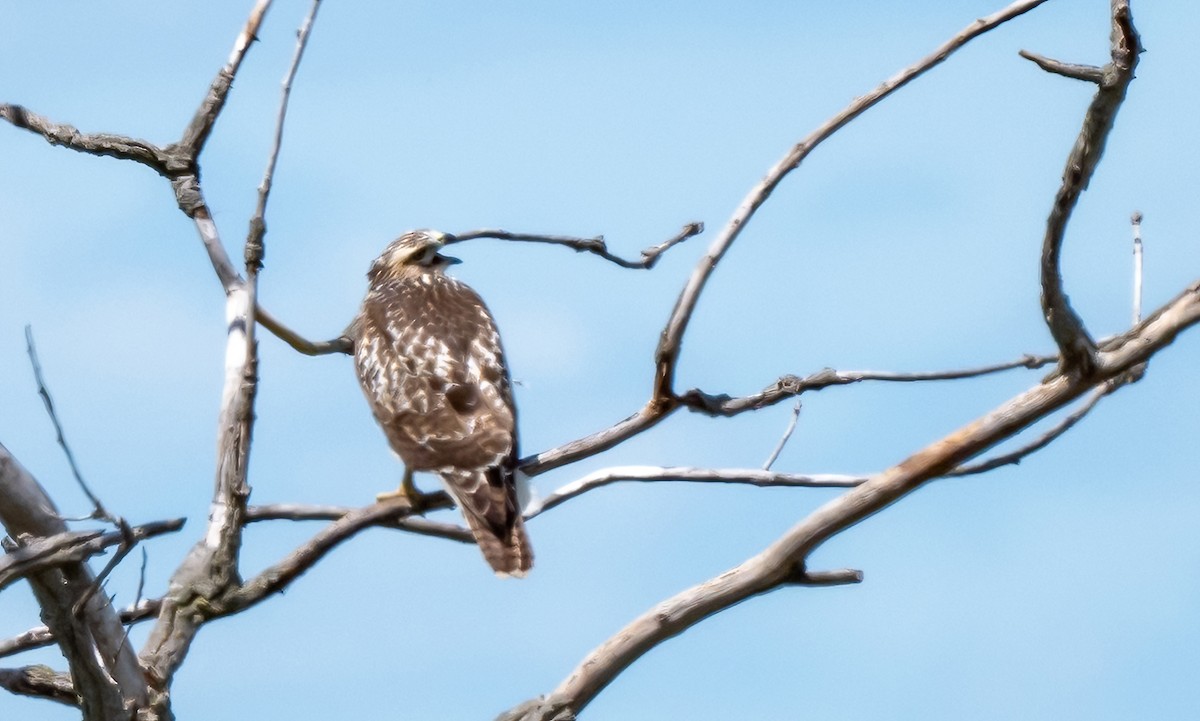Red-tailed Hawk - ML621147253