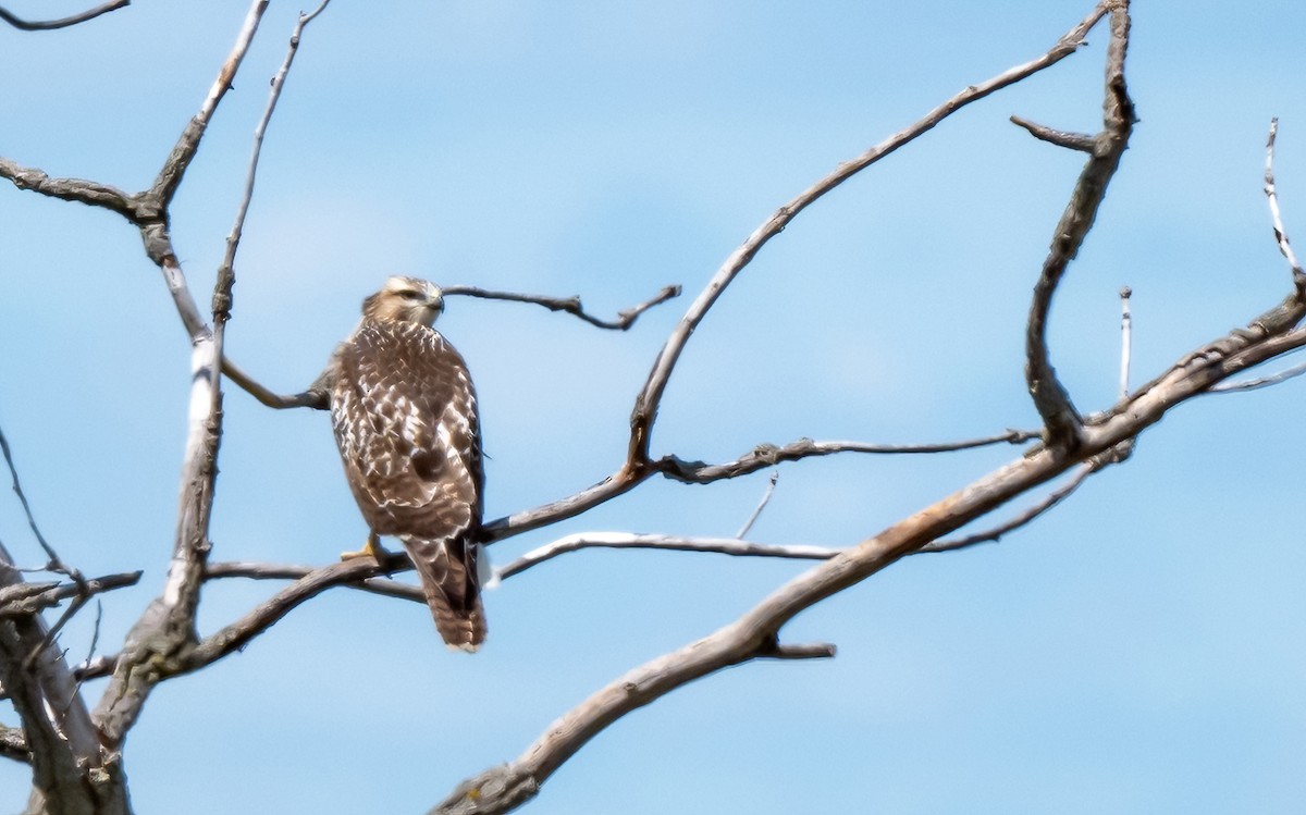 Red-tailed Hawk - ML621147254