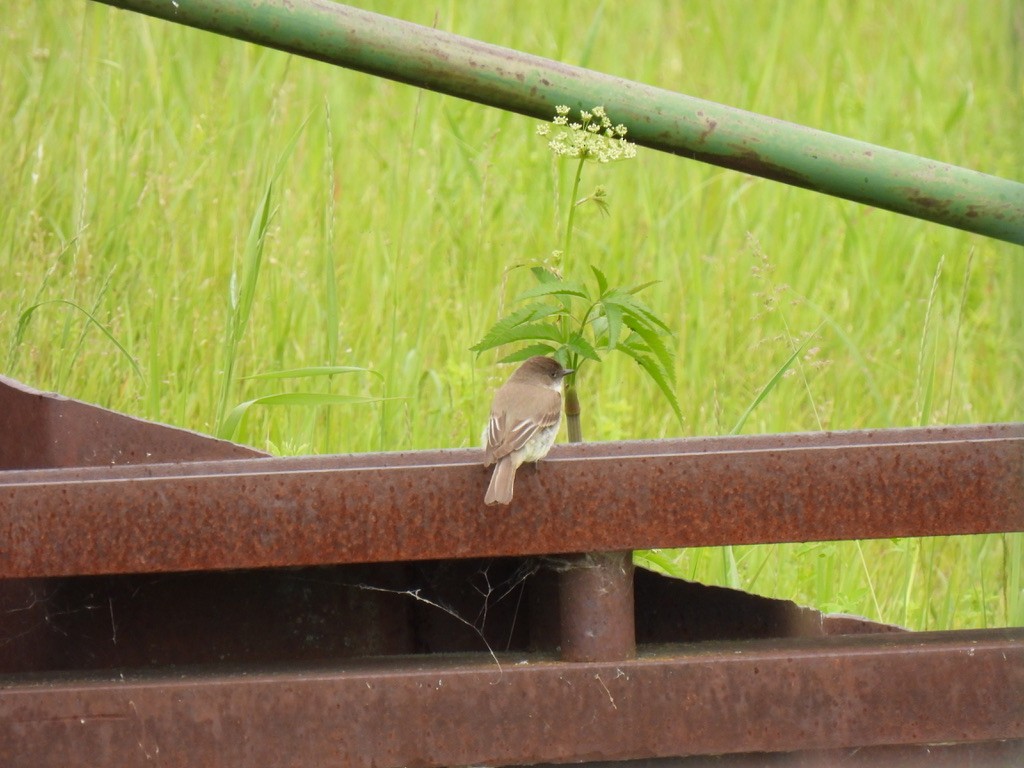 Eastern Phoebe - Keith Riding