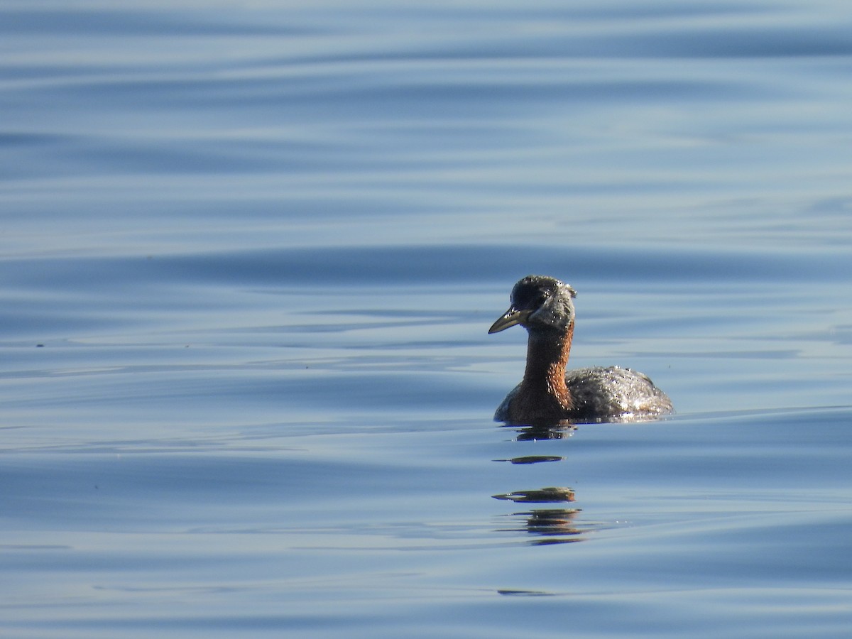 Red-necked Grebe - ML621147310