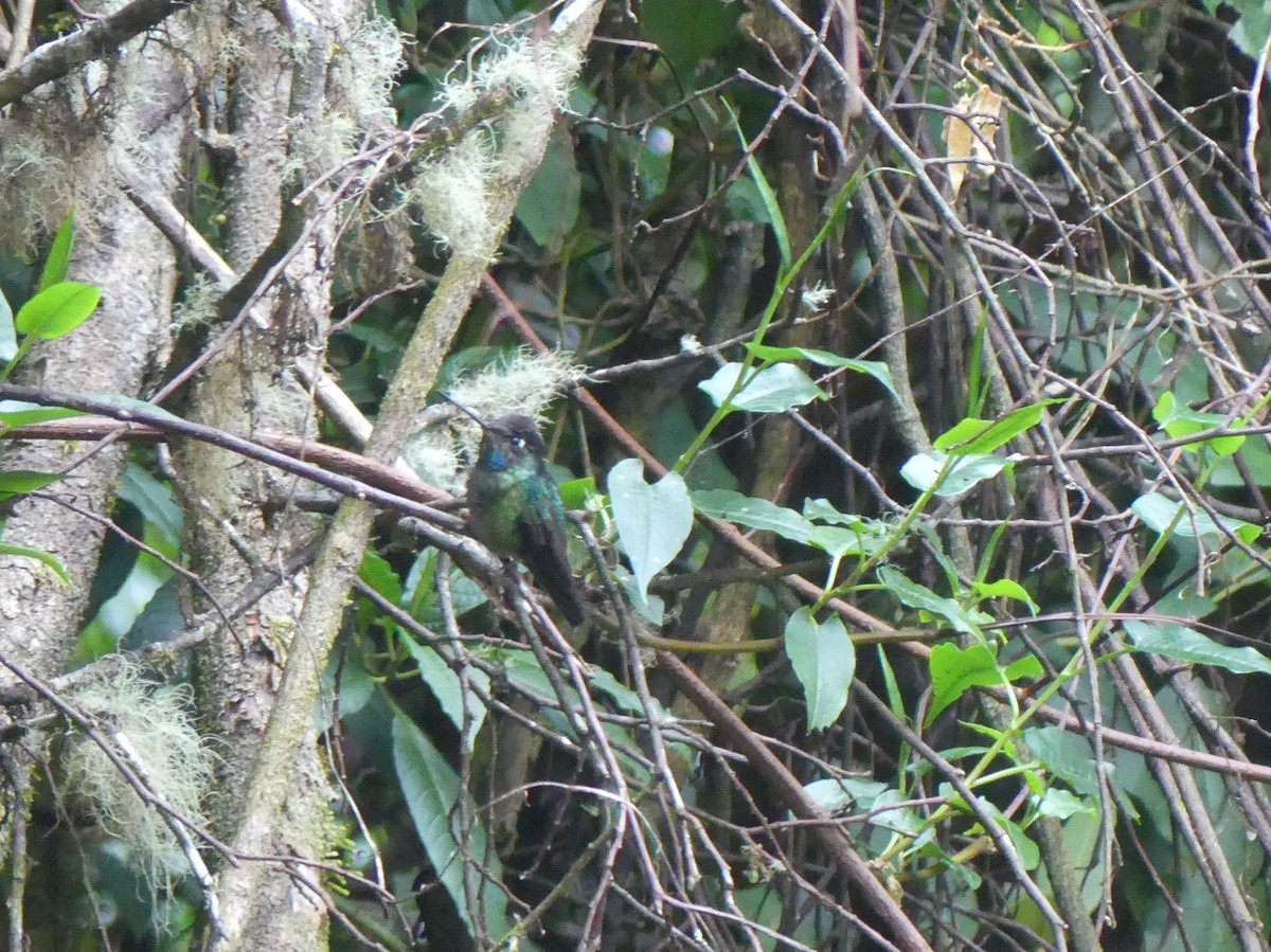 Talamanca Hummingbird - ML621147312
