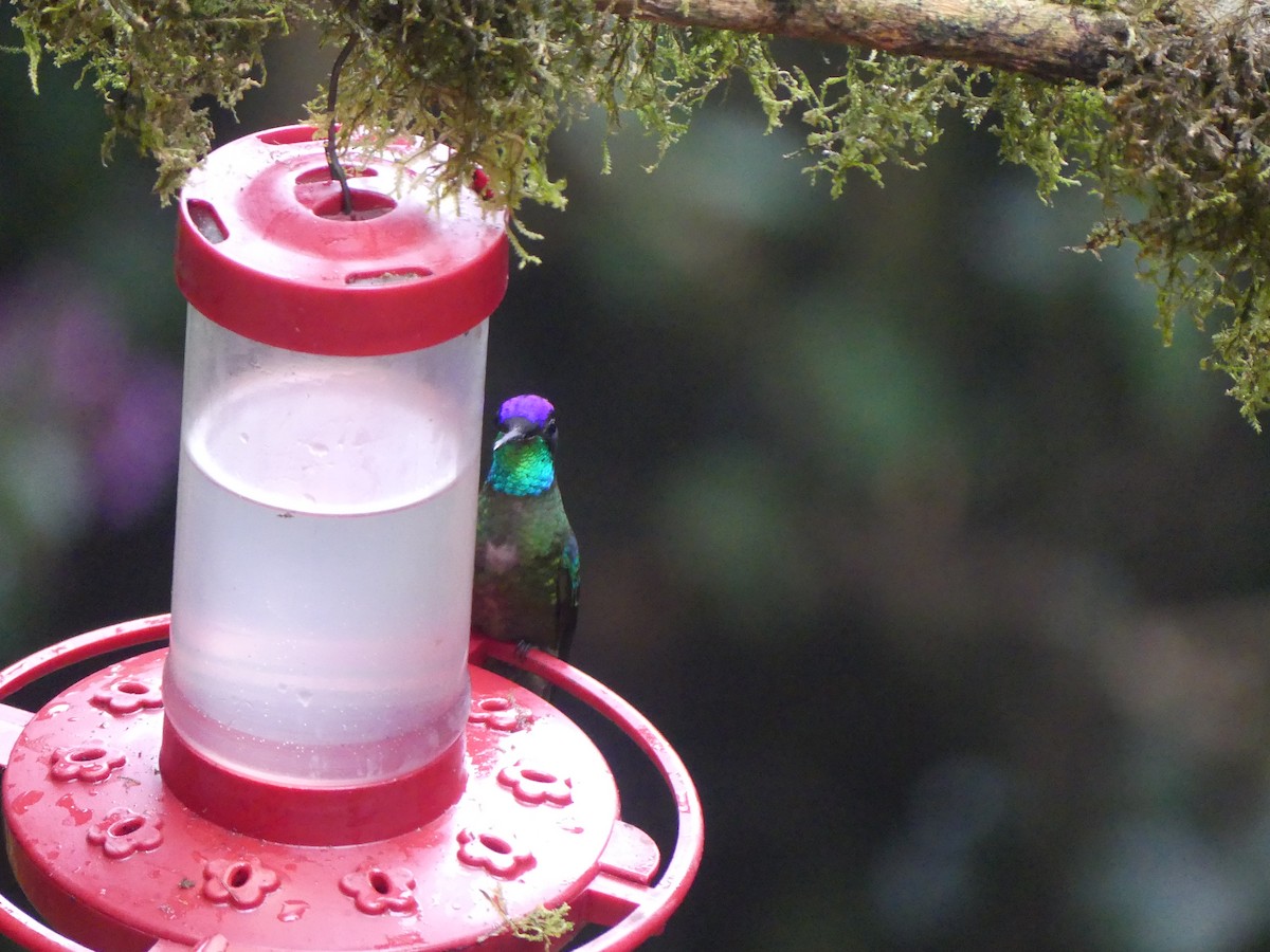 Talamanca Hummingbird - ML621147314