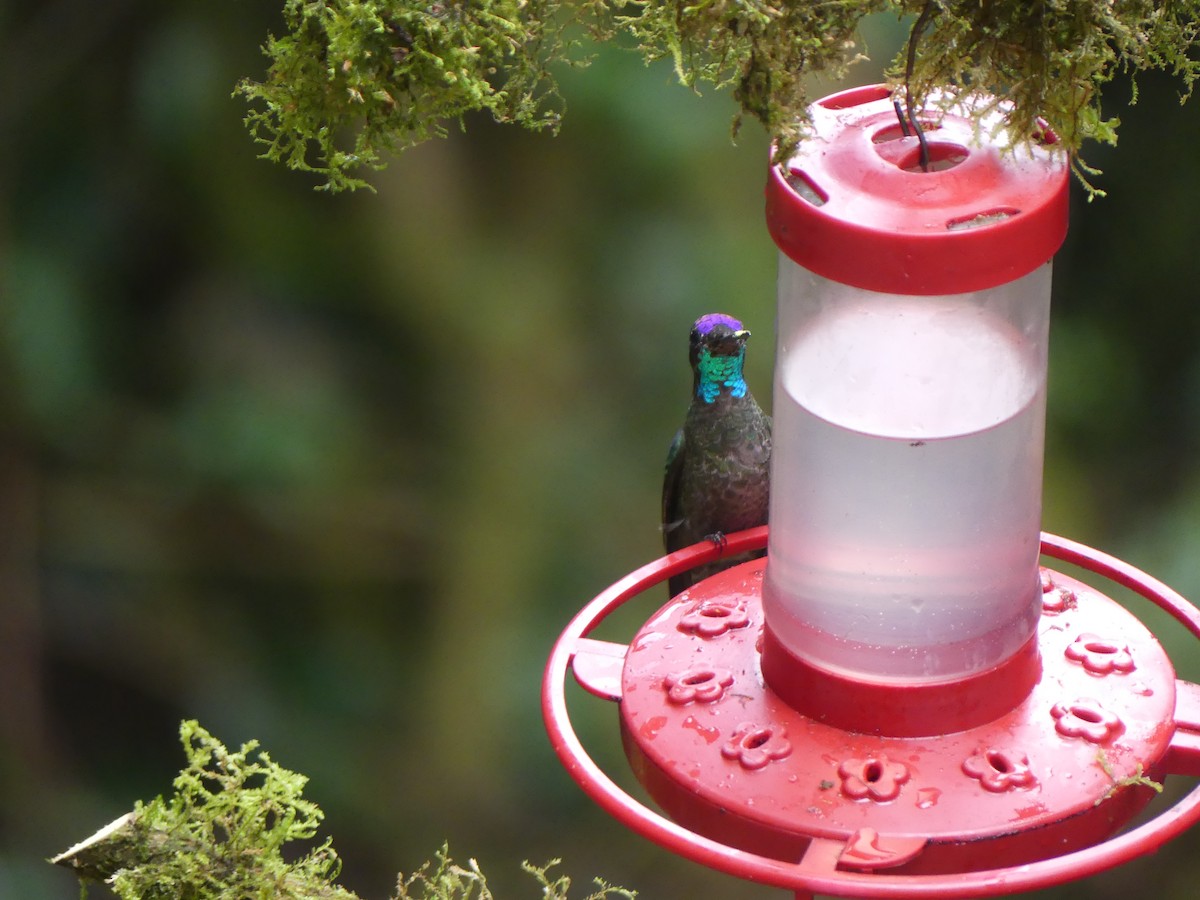 Talamanca Hummingbird - ML621147315