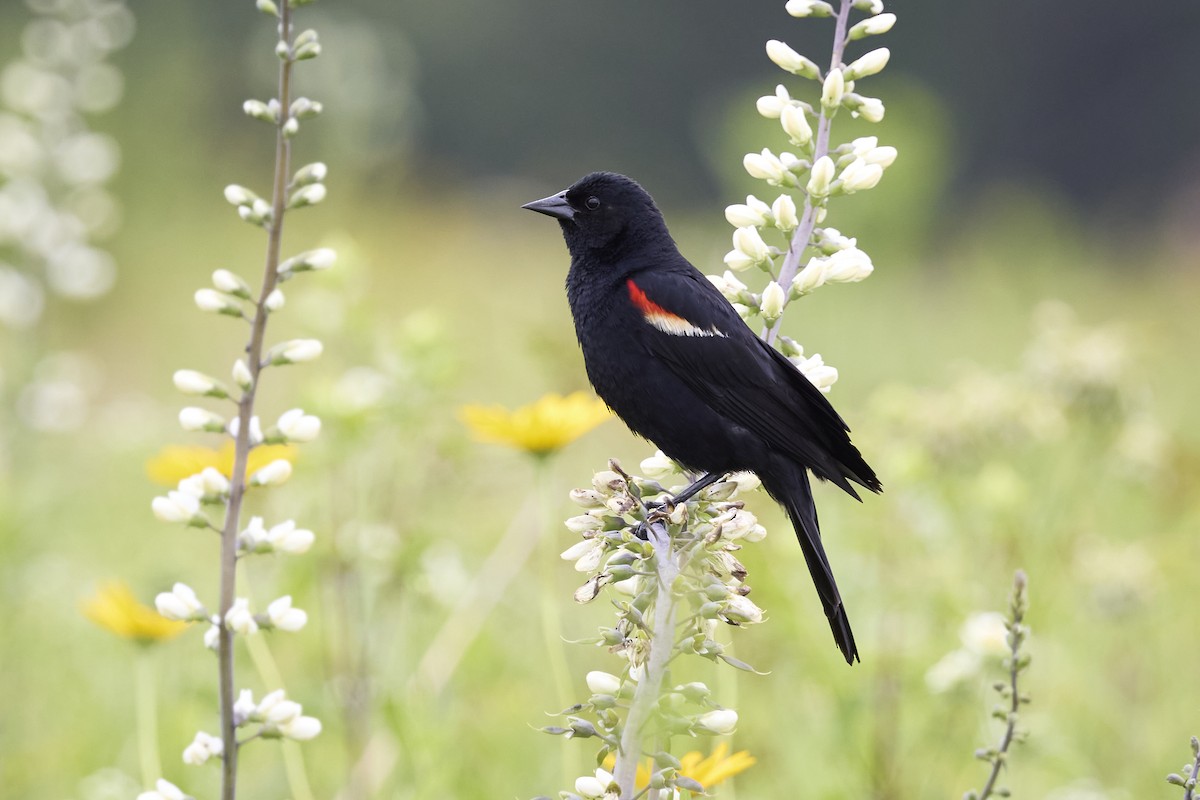 Red-winged Blackbird - ML621147328