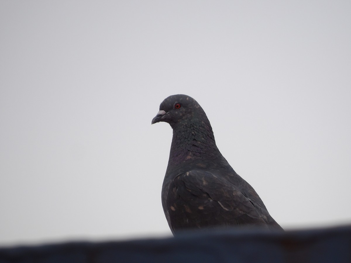 Rock Pigeon (Feral Pigeon) - ML621147341