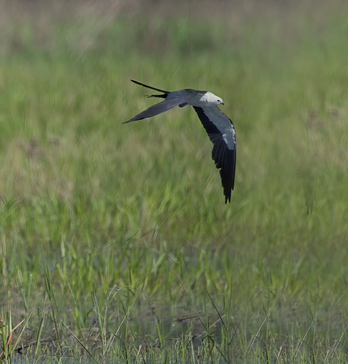 Swallow-tailed Kite - ML621147388