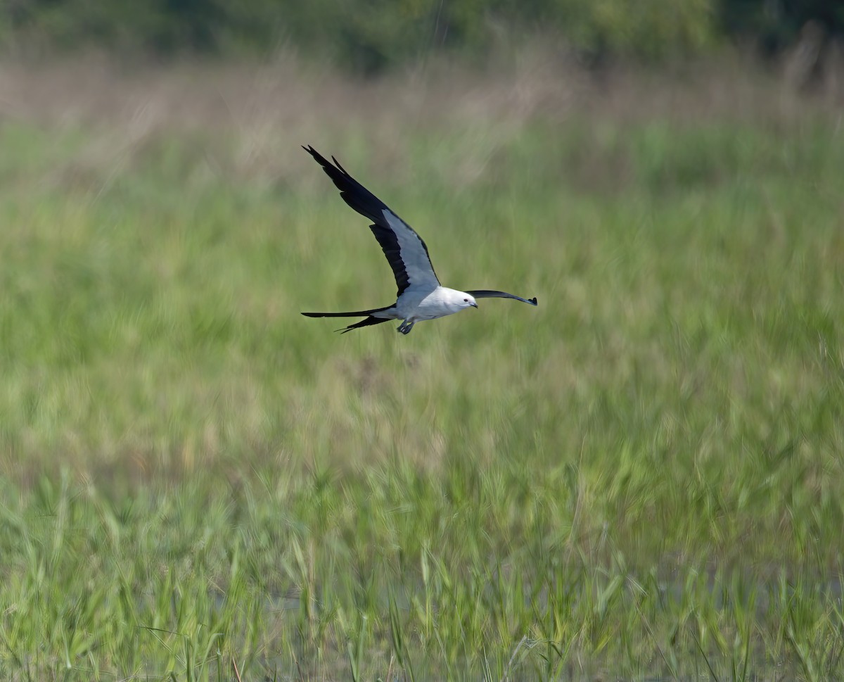 Swallow-tailed Kite - ML621147389
