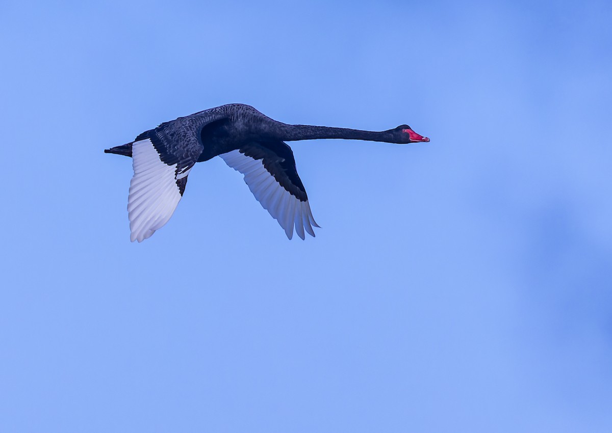 Black Swan - Geoff Dennis