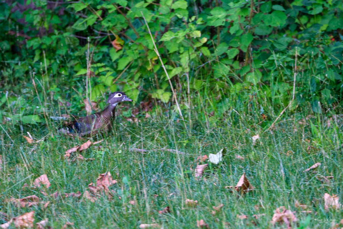 Ahate karolinarra - ML621147422