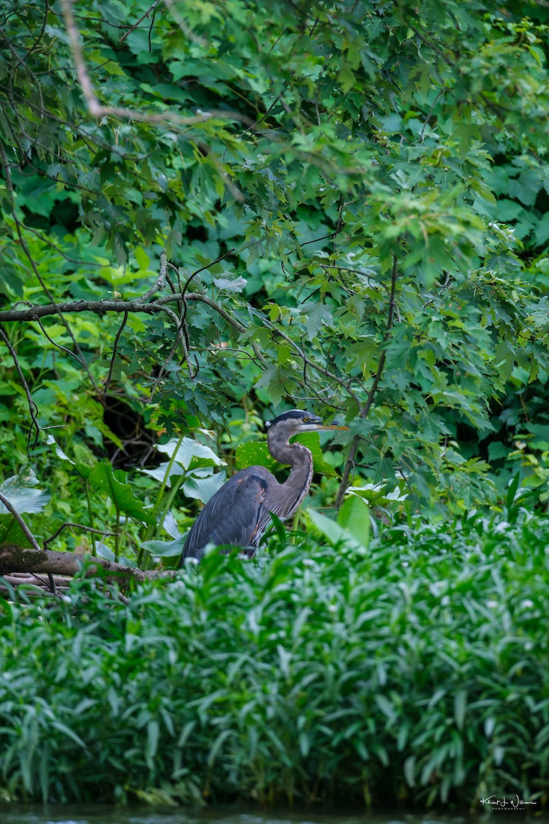 Koartza hauskara amerikarra - ML621147428