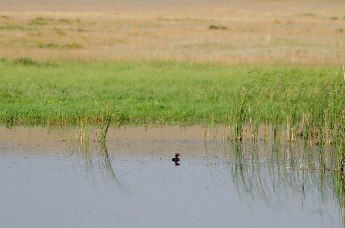 Horned Grebe - ML621147431