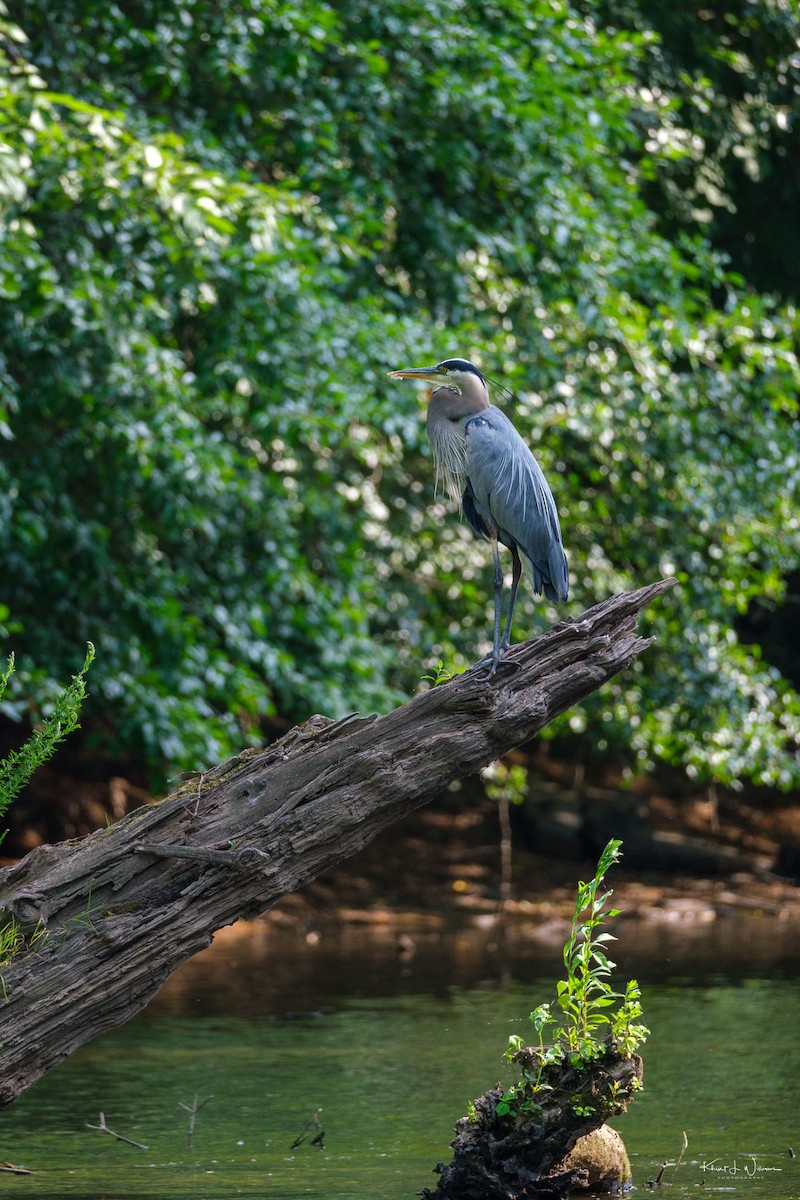 Koartza hauskara amerikarra - ML621147433