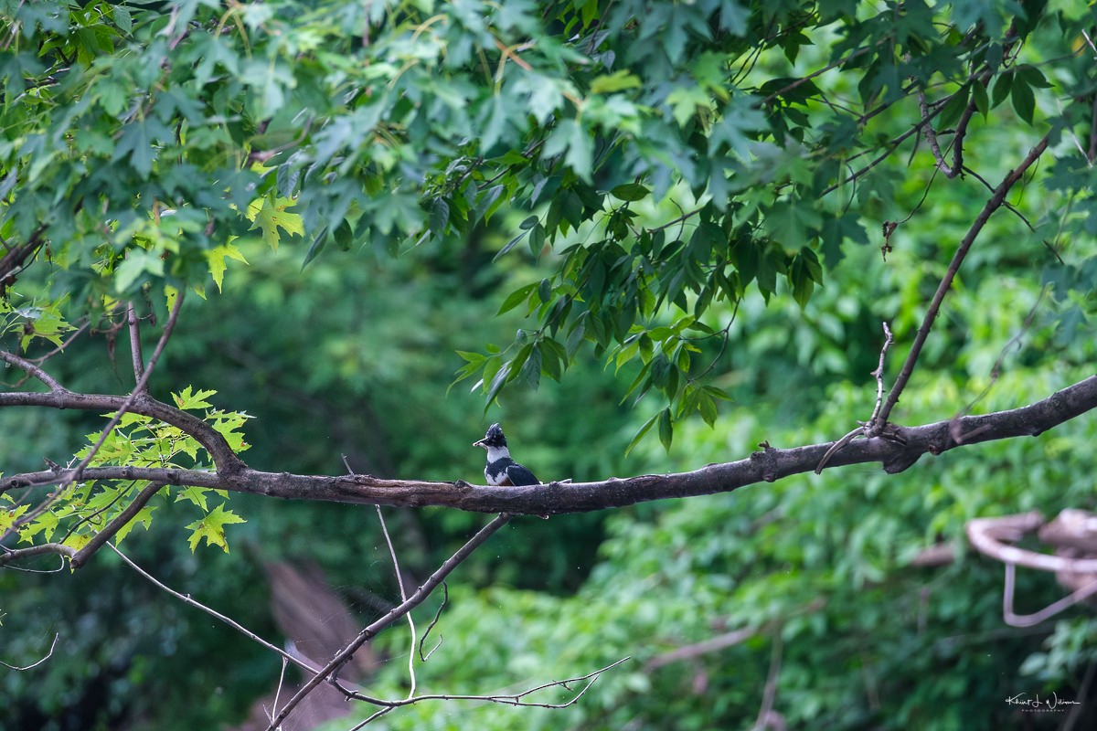 Martin handi iparramerikarra - ML621147434