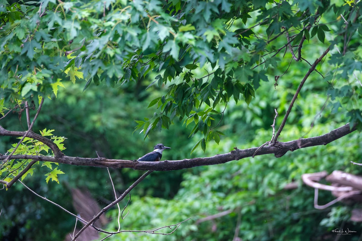 Belted Kingfisher - ML621147435